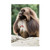 Baboon Center by Robert Michaud 16x24-Inch