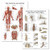 2 Pack - Muscular System Anatomical Poster  Anatomy  and  Injuries of The Foot and Ankle Chart