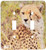 3dRose lsp-98367-2 Cheetah Face Close-up Tanzania Double Toggle Switch Multicolor
