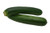 Black Beauty Zucchini Seeds - Non-GMO - 7 Grams Approximately 60 Seeds