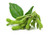 Soybeans Seeds 25 Heirloom Seeds Per Packet Non GMO Seeds