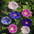 Outsidepride Morning Glory Fieldgrown - 250 Seeds