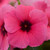 Outsidepride Vinca Tattoo Raspberry Flower Seed - 50 Seeds