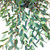 Homegrown Packet Eucalyptus Seeds Eucalyptus Parviflora 250