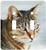 3dRose LLC lsp-17650-2 Cat Tabby Double Toggle Switch