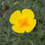 Outsidepride California Poppy Golden West - 5000 Seeds