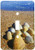 3dRose LLC lsp-89152-1 Seashells Jacksonville St Johns River Florida Us10 Gjo0234m Greg Johnston Single Toggle Switch
