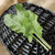 Davids Garden Seeds Greens Leafy Sorrel 2235 Green 100 Non-GMO Open Pollinated Seeds