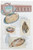 Frey Scientific 597006 Mini-Guide to Clam Dissection