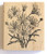 Natures Blessings Fine Art Stamps Daisy