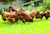 Natures Seed Mid-WestMid-Atlantic Poultry Pasture Blend 1000 sq_ ft_
