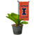 College Flags  and  Banners Co_ Illinois Fighting Illini Mini Garden and Flower Pot Flag Topper