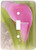 3dRose lsp-37519-1 Pink Calla Lilies- Flowers- Floral Photography Single Toggle Switch