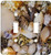 3dRose lsp-7337-2 Shells Of Sanibel Double Toggle Switch Multicolored