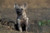 Posterazzi Kenya Masai Mara Game Reserve Spotted Hyena wildlife Poster Print by Paul Souders 18 x 12