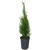 Shrub Emerald Arborvitae 1 Gallon Dark Green Foliage