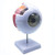 6X Enlarged Human Eye Anatomical ModelAnatomically Accurate Eye Model Human Eye Anatomy for Science Classroom Study Display Teaching Medical Model