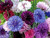 Bachelor Button Seeds _ Cornflower Dwarf Mix _ Heirloom Flower Non GMO 2000 Seeds