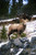 Bighorn Sheep Standing On Rocks Poster Print  11 x 17
