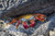 Adult Sally Lightfoot crab  Grapsus grapsus  under grey rock Galapagos Islands Ecuador Poster Print  18 x 12