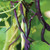 Burpee Purple Podded Organic Pole Bean Seeds 15 g