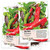 Seed Needs Thick Cayenne Chile Pepper Capsicum annuum Twin Pack of 100 Seeds Each Non-GMO