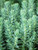 Perennial Farm Marketplace Sedum reflexum Blue Spruce Stonecrop Groundcover 1 Quart Yellow Flowers