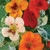 Burpee Alaska Mix Nasturtium Seeds 125 seeds