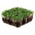 Basic Salad Mix Microgreens Seeds  Non-GMO Micro Green Seed Blend  Broccoli Kale Kohlrabi Cabbage Arugula  and  More 1 Pound