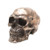 Pacific Giftware PTC 3_25 Inch Small Bronze Finish Skeleton Skull Statue Figurine
