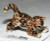 Little Critterz "Simba" Bengal