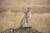 Posterazzi A cheetah sits alert in a field in the maasai national reserveMaasai mara kenya Poster Print 19 x 12