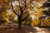Posterazzi Fallen Leaves Cover The Ground Where A Park Bench Sits Under A Tree In Autumn Durham England Poster Print 19 x 12