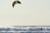 Posterazzi DPI2075546 Kitesurfing Tarifa Cadiz Andalusia Spain Poster Print 19 x 12