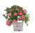 Star Roses Drift Series 19677 Coral Drift Rose 19cm
