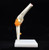 Human Elbow Joint Model Flexible Anatomically Accurate Elbow Skeleton Model Life Size Human Skeleton Anatomy for Science Classroom Study Display Teaching Medical Model