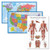 3 Pack - World  and  USA Map Poster Set Blue Ocean  Muscular System Anatomy Chart Laminated 18 x 29