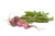 Chioggia Beet Seeds 100 Heirloom Seeds Per Packet Non GMO Seeds