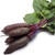 Cylindra Beet Seeds 100 Heirloom Seeds Per Packet Non GMO Seeds