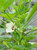 20 Okra Vegetable Seeds Clemsons Spineless Seeds Home Garden Plant