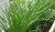 200 Garlic Chives Seeds Vegetable Seed Non-GMO Fresh Garden Heirloom