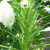 30 Fresh Okra Clemson Spineless Okra Seeds Super Healthy Vegetable Garden