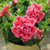 100pcs Petunia Seeds Double Petals Petunia Flower Seeds Perennial Bonsai