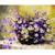 DIY Paint by Numbers Kit for Adults Purple White Daisy Flower Baskets Canvas DIY Oil Painting Kit for Beginners Adults Kids Oil Painting by Numbers Wall Art Home Decor 16 x 20 inch DIY Paint by Numbers Kit for Adults Purple White Daisy Flower Baskets Canvas DIY Oil Painting Kit for Beginners Adults Kids Oil Painting by Numbers Wall Art Home Decor 16 x 20 inch