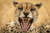 Posterazzi DPI12556202 Close-up of Female Cheetah Acinonyx jubatus Yawning at Camera Serengeti Tanzania Photo Print 19 x 12 Multi