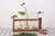 Desktop Plant Terrarium Glass Planter Bulb Vase with Retro Solid Wooden Stand and Metal Swivel Holder for Hydroponics Plants 3 Bulb Vase