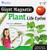 Learning Resources Giant Magnetic Plant Life Cycle