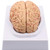 Human Brain Model Anatomical Brain Model Life Size 8 Parts Anatomy Model for Medical Teaching Display