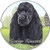 E and S Pets Black Cocker Spaniel Coaster 3inch x 3inch