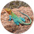 Collared Lizard Puzzle A-Round 140 piece Round Jigsaw Puzzle